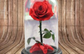 Rose - Beauty & the Beast WAPA Pantomime