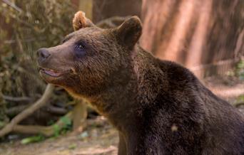A European brown bear at Wild Place Project