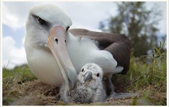 An albatross parent with their chick