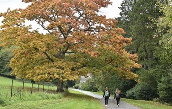 Autumn sketching tours at Tyntesfield