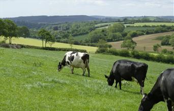 Blackdown Hills AONB