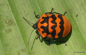 Bug Crafts