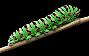 Greedy Caterpillar