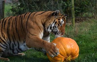 Country Pumpkin Day