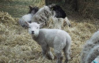 Lambing Week at Puxton Park