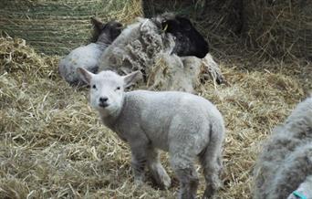 Lambing Weekends at Puxton Park