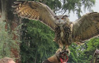 Medieval Falconry