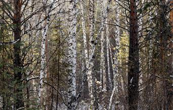 Wintry trees with snow on the ground