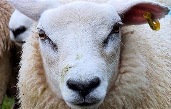 Shearing Weekend
