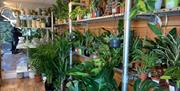 YourHousePlants Weston-super-Mare