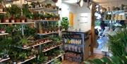 YourHousePlants Weston-super-Mare