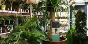 YourHousePlants Weston-super-Mare