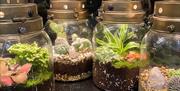 YourHousePlants Weston-super-Mare