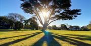 An ancient Cypress tree in Ellenborough Park West with the sun shining through the branches