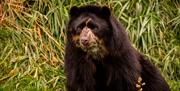 Bear at Noahs Ark Zoo Farm