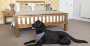 A black labrador lying on the carpet in front of a double bed