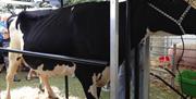 A black and white cow in a stall