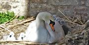 Bishop's Palace Wells Visit Weston-super-Mare swan