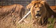 Lions at Noahs Ark Zoo Farm