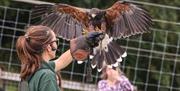 Eagle at Noahs Ark Zoo Farm