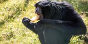 Gibbon at Noahs Ark Zoo Farm