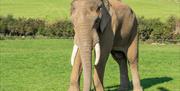 Elephant at Noahs Ark Zoo Farm