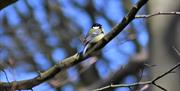 A blue tit resting in Weston Woods