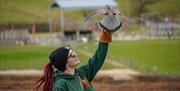 Birds of Prey Display