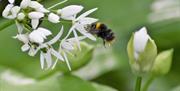 A bee searching for pollen on wild garlic in Weston Woods