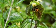 A bee searching for pollen on Yellow Archangel in Weston Woods