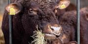 Close-up of a bull's face as the animal eats a mouthful of straw while poking its head through a fence at the Court Farm visitor attraction Weston-sup