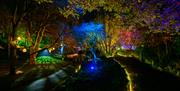 Grove Park trees lit up (photo by Paul Blakemore)