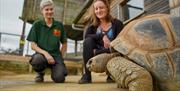 Giant Tortoise Encounter