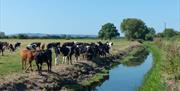 Cows by a river