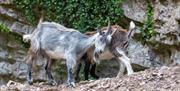 Two goats by the side of the road