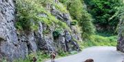 Three goats on a mountain road