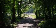 A couple strolling through Weston Woods with the pathway bathed in sunlight, Credit Paul Blakemore