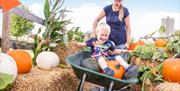 Child in wheelbarrow with his parent at Noah's Ark Zoo Farm's Pumpkin Patch