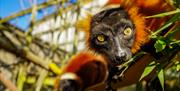 Red Ruffed Lemurs at Noah's Ark Zoo Farm