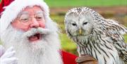Santa visits an owl at Noah's Ark Zoo Farm