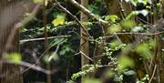 A robin hidden amongst the branches at Weston Woods