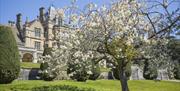 White blossomed tree in front of a mansion