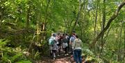 A group of people walking along a woodland trail surrounded by lush green trees and ferns.