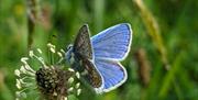 A close-up of a Common Blue butterfly perched on a wildflower in a grassy meadow.