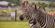 Zebras at Noahs Ark Zoo Farm