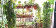 YourHousePlants Weston-super-Mare