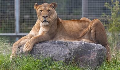 A lion sitting on a rock at Noah's Ark Zoo Farm