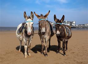 Donkeys on Weston Beach