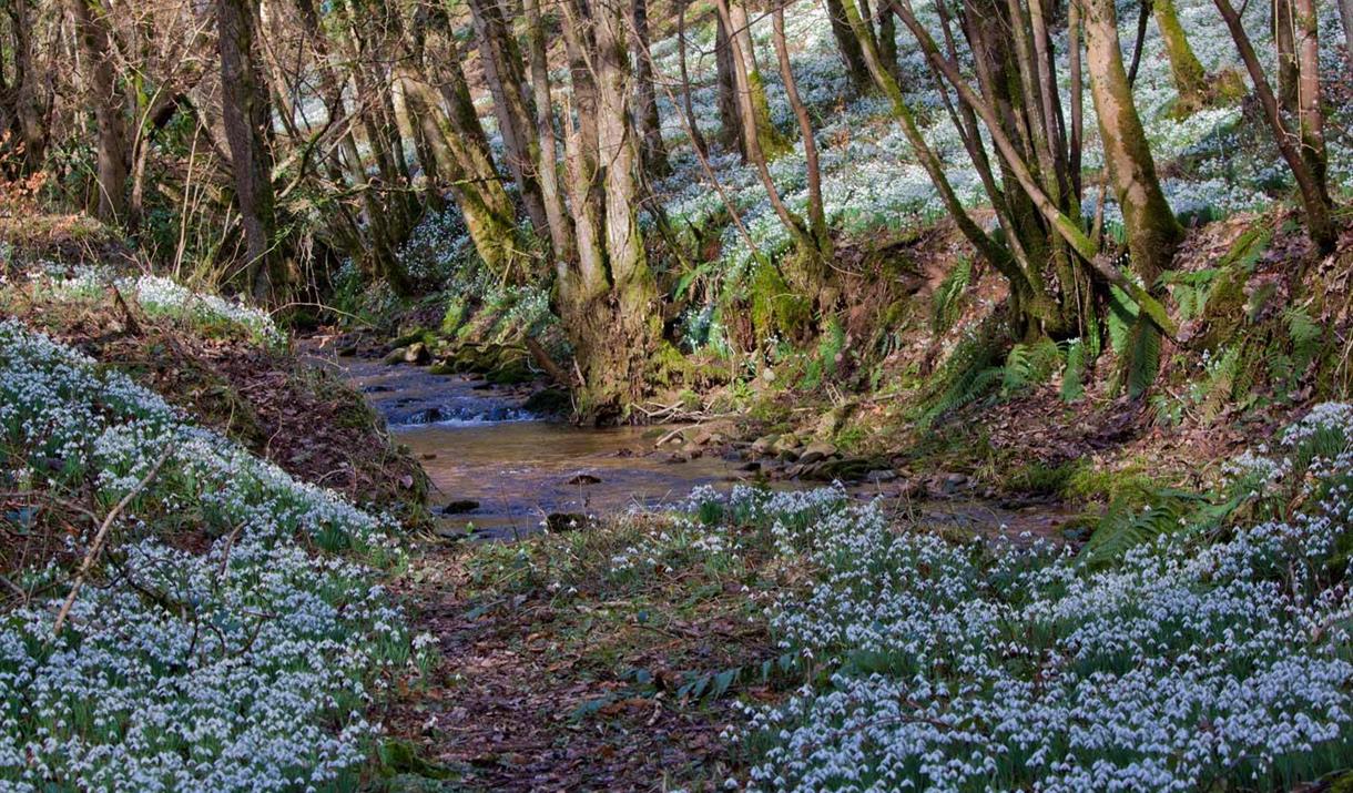 Snowdrops and Steam