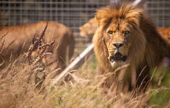 Lions at Noahs Ark Zoo Farm